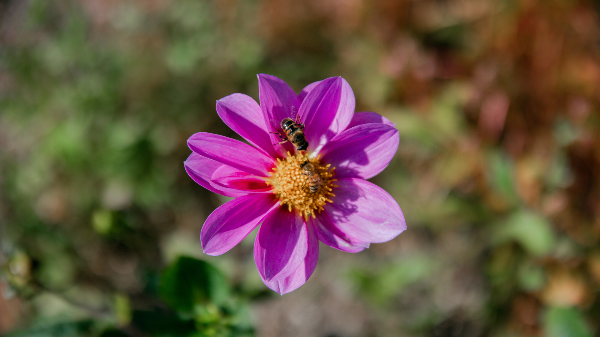 Cerise dahlia med bi