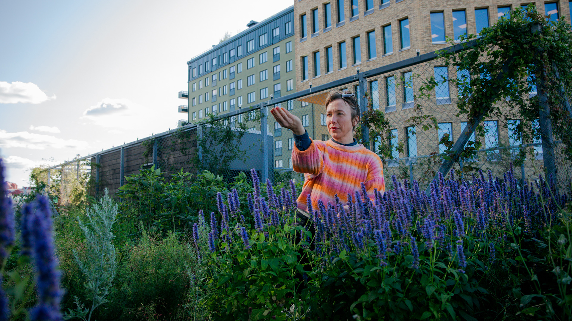 Takbonden Frøydis Dahlø vid odlingar med lila stäppsalvia